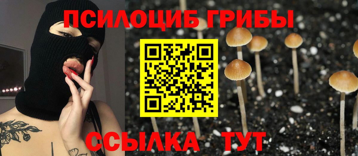 Черняховск  Псилоцибиновые грибы Psilocybine cubensis  Вход с VPN 